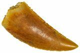 Serrated Raptor Tooth - Real Dinosaur Tooth #361053-1